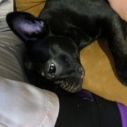 「ママの近くでしか寝ない」【犬猫飼い主さま限定/画像投稿イベント】ねこちゃん・わんちゃんのかわいい寝顔、みーせて♡販促物掲載のチャンス！の投稿画像