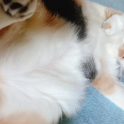 「へそ天わがままぼでー」【犬猫飼い主さま限定/画像投稿イベント】ねこちゃん・わんちゃんのかわいい寝顔、みーせて♡販促物掲載のチャンス！の投稿画像