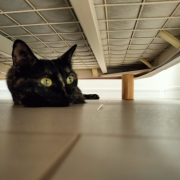 「ベッドの下は気持ちいいにゃ♪」【犬猫飼い主さま限定/画像投稿イベント】ねこちゃん・わんちゃんのかわいい寝顔、みーせて♡販促物掲載のチャンス！の投稿画像