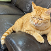 「サスケ」【犬猫飼い主さま限定/画像投稿イベント】ねこちゃん・わんちゃんのかわいい寝顔、みーせて♡販促物掲載のチャンス！の投稿画像