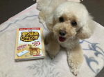 🐩🐾リンレイ『滑り止め床用コーティング剤』をお試しさせていただきました🤍愛犬のマロンは後肢がパテラなので関節がすごく弱いです。室内で走ったりしてるのを見ると関節への負担がすごく気になります。&hellip;のInstagram画像
