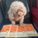 ( @petokotofoods )さんのごはん🐶❤️フィッシュチキンビーフポークの4種お試しさせてもらいました❤️チキンもいいけどビーフの食いつき💯我が家はトッピングとして少し混ぜ&hellip;のInstagram画像