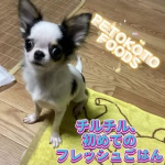 チキンミールなどで使われる人間が食べない部位の素材は一切使用せず、私たちが食べる食材と同じ品質の肉や野菜のみを使用した、新鮮な食材でできたフレッシュごはん「ペトコトフーズ」を試してみました🐶@&hellip;のInstagram画像