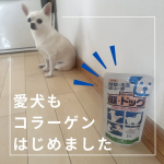 細くて、足腰が弱くなりやすいチワワ。私もコラーゲンを飲んでますが、愛犬も始めした。チーズ味のパウダータイプで、カリカリに混ぜてあげてます。食いつきが良く、よく食べます。散歩に出たがらない&hellip;のInstagram画像