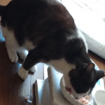 #PR #マルトモ株式会社 #何が当たるかお楽しみ #monipla #marutomo_fan #かつおだいすき #わんわんにゃんにゃん #大切な家族のために #マルトモのかつお節 おやつに食べてま&hellip;のInstagram画像