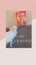 @prebushi_marutomo かつお　だいすきでした♡タンパク質もとれて、おやつにあげていますそのままでもパクパク食べました#PR #マルトモ株式会社 #何が当たるかお楽しみ #m&hellip;のInstagram画像