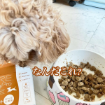 今年で15歳になったので人間に換算すると76歳だそうです。なので、耳も遠くなり食も随分と細くなって来たので「MRE成分（MRE新酵素）」にBiProGE&reg;乳酸菌配合の犬・猫用 液体サプリ&hellip;のInstagram画像