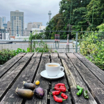 先日の屋上。庭仕事をしていました😊．引き続き、夏野菜の苗とさよならしながら、秋冬のお野菜の準備をしています。種まきをした春菊、青梗菜、小松菜、高菜、野沢菜、ガーデンレタスミックスなども成長して&hellip;のInstagram画像