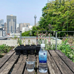 先日の屋上。ガーデニングをしていました😊．いろいろな野菜の花が咲いてお花畑のようになってきました。．今年は葉ものが上手にできて美味しいです。飲み物はカトープレジャーグループさんからいただ&hellip;のInstagram画像