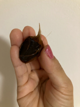 口コミ記事「クイズ、5歳の娘は何を食べているでしょうか」の画像