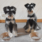 冷凍キューブ解凍してごはん♪ゴハン♪#PR #寺岡家 #てらおかけの愛犬ごはん #しあわせのキューブ #Makuakeチャレンジ #わんこごはん #フレッシュペットフード #冷凍キューブ #愛犬&hellip;のInstagram画像