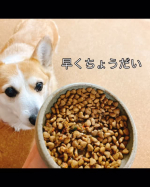 しあわせのキューブ！冷凍で1キューブ15gミルクちゃんのフードに。今日は1日。フィラリアのお薬の日。お薬混ぜたごはんにしあわせのキューブもまぜまぜ。美味しそうに食べてる😋あっという間に完食&hellip;のInstagram画像