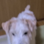 15歳になっても食欲旺盛なぺー。ごはんタイムが一番嬉しそう😁しかも、エゾシカ肉と新鮮有機ベビーリーフでできた『しあわせのキューブ』入りだもんね。爆食いが止まらない🎶#PR #寺岡家 #てらおかけの愛&hellip;のInstagram画像