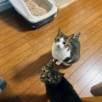 #PR #エステー #ニャンとも消臭プロフェッショナル #ニャンとも清潔トイレ #猫ちゃん想い #ニャンとも #monipla #st_fanもう20年以上使い続けているエステーさんのニャンと&hellip;のInstagram画像