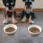 朝ごはん、トッピングちてもらいうまうまいただきまちた！！#PR #寺岡家 #てらおかけの愛犬ごはん #しあわせのキューブ #Makuakeチャレンジ #わんこごはん #フレッシュペットフード #&hellip;のInstagram画像