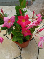 夏場のお花や庭木、野菜の水やり大変ですよね💦毎日少しだけ雨降ってくれたらよいのですが、うまい具合に降らないですね💦アタッチメントで色々使える散水ホースリールで水やりと洗車してみました！洗車&hellip;のInstagram画像