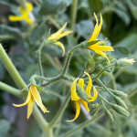 🫑48株、🍅3株、サンパラソル💠、多肉🪴育て過ぎててジャングル化している我が家の植物花が咲き乱れてますが風が強くて落下多🙄&nbsp;ピーマンの葉っぱは食べられるようなのでこれを料理した&hellip;のInstagram画像