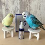 『プラスピュアVC25』で、ママのお肌がキレイになるぞ！🐥😊🐥.『プラスピュアVC25』は、ピュアビタミンCを25％高濃度で配合した美容液です。くすみ、シワが気になる目元や口元に少量付けると、毛&hellip;のInstagram画像