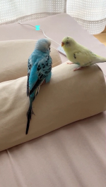 『首と肩がホッとする枕PLUS』で、ママがリラックスして寝られるよ！🐥😴🐥.『首と肩がホッとする枕PLUS』は、首と肩を遠赤外線を発するグラフェンシートにより40度で温めることで、心地よい睡眠を手&hellip;のInstagram画像