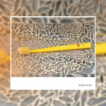 スイス生まれの歯ブラシ「クラプロックス」を知っていますか❓全世界90カ国で販売されているプレミアム歯ブラシなの⭐️おすすめポイントは、超極細毛の圧倒的な植毛本数により、歯ぐきにやさしく汚れを&hellip;のInstagram画像