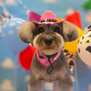 「みいちゃん カーボーイ風」【犬猫飼い主さま限定/画像投稿イベント】ハッピーハロウィン！ねこちゃん・わんちゃんの仮装したかわいいお顔、みーせて♡の投稿画像