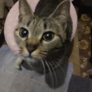 「トイレでおしっこ」【犬猫飼い主さま限定/画像投稿イベント】ハッピーハロウィン！ねこちゃん・わんちゃんの仮装したかわいいお顔、みーせて♡の投稿画像