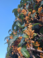 .お料理投稿ではありませんが💦この季節になると、どこからともなく漂ってくる甘いやさしい香り💠可憐なオレンジの花を咲かせる金木犀そんな金木犀のお香をいただきましたフレッシュなお花とはまた&hellip;のInstagram画像