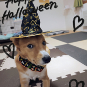 「小さな魔法使い」【犬猫飼い主さま限定/画像投稿イベント】ハッピーハロウィン！ねこちゃん・わんちゃんの仮装したかわいいお顔、みーせて♡の投稿画像