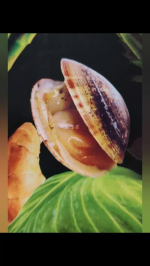 〜野菜生活〜　先日、野菜をMOTTO（野菜をもっと)のレンジで簡単野菜スープをお試しさせて頂きました🥰💖うちは、野菜大好き家族で娘は小さい時のオヤツはカット人参、大根、インゲンでした🤭✨&hellip;のInstagram画像