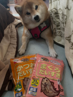 削り節で大人気の#マルトモ　様の【ねこちゃん・わんちゃん用の削りぶし】の体験をさせていただきました。袋を出した瞬間から良い香りがするので嗅覚を刺激され、早く食べたいアピールが可愛く琥珀🐕もラッピ&hellip;のInstagram画像