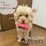 ペットのブラッシングって抜け毛対策や毛玉のもつれなど皮膚の健康維持には必要ですがコミュニケーションを取るにもとても大切なお世話ですよね。そこで、シャンプーやブラッシングなど複数シーン&hellip;のInstagram画像