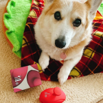 私も人間用でお気に入り愛用中のエスハートエスのブラシ！ペットブラシもあるんだね‼️シャンプーブラシとして使えるし普段のブラッシングにも⭕️ミルクちゃん気持ち良さそう🐶シャンプーブラシとして使っ&hellip;のInstagram画像