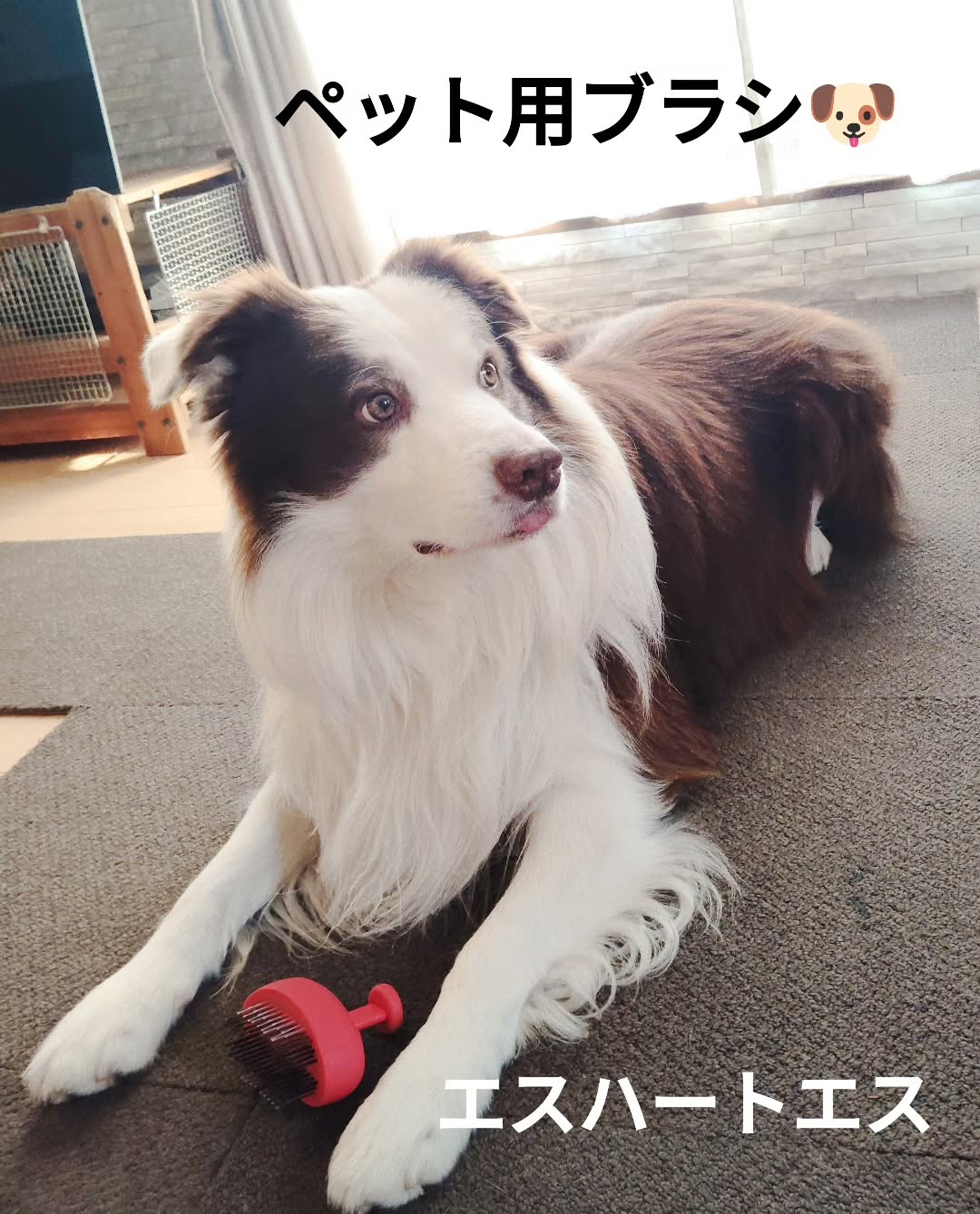 口コミ投稿：エスハートエスさまからお贈りいただきました☻【パルムアニモ】ペット用のトリミング…