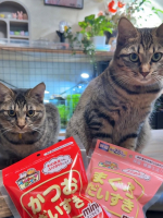 以前もご紹介したマルトモ株式会社さまの犬猫用削り節「大好きシリーズ」今回モニプラさんのアンケートモニターで試供品と一緒にかつおだいすきとまぐろだいすきのミニサイズをいただいたので再びご紹介します。&hellip;のInstagram画像
