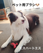 エスハートエスさまからお贈りいただきました☻【パルムアニモ】ペット用のトリミングブラシです。我が家の愛犬はボーダーコリー。長毛で、抜毛も多いので朝昼晩のお散歩の後の、ブラッシングは欠かせま&hellip;のInstagram画像