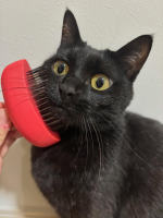 ペット用ブラシ「 パルムアニモ 」 使ってみた！愛猫のブラシ、色々使ってみた結果これが一番気に入ってるみたい🐈&zwj;⬛シャンプー、ブラッシング、複数シーンに使えて、硬さの違う３種類のピンで心地よく&hellip;のInstagram画像