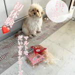 今回はマルトモさんからペット用おやつのだいすきシリーズからかつおとまぐろと試作品のおやつが届いたのですがパピちゃんなので削り節は初体験です♡・・まずは、かつおとまぐろのどっちが好&hellip;のInstagram画像