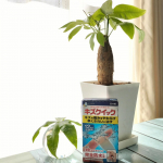 大寒波到来で、ただでさえダメージの多い私の手指がアチコチぱっくり😩それでも水仕事は待ってくれないので、絆創膏が手放せません💦今回使ってみたのは、東洋化学株式会社のハイドロコロイド絆創膏 &hellip;のInstagram画像