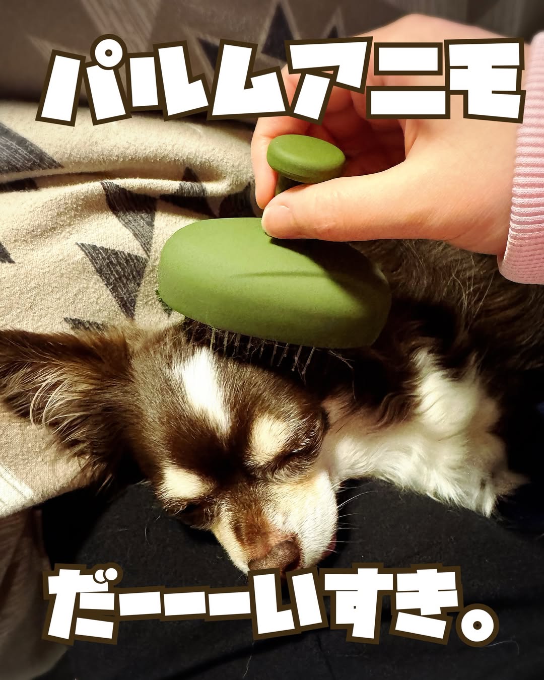 口コミ投稿：🐶シャンプーも、普段のブラッシングもこれ1本🐾ペット用ブラシ 「パルムアニモ」 使っ…