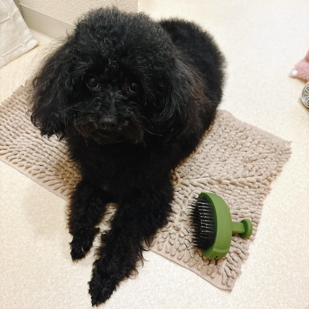 口コミ投稿：見た目シンプルだけど、これ想像以上に良かった！ブラシを当てると、毛の根元までし…