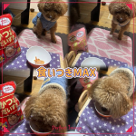 食い付き素晴らしい🥹🥹🥹めちゃくちゃ美味しそうに食べてました🐕⁡国産だから安心して食べさせられる🙆&zwj;♀️食べすぎ注意だけどカツオやマグロの削り節ならいつものおやつよりいいよね🤣笑⁡⁡#&hellip;のInstagram画像