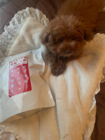 わんこのトイレまわりに使っています♪ペットシーツ用には、消臭タイプのゴミ箱を使っているのですが、開けると匂いが気になっていたので、ペットシーツ捨てる時にスプレーすると、匂いが軽減されて良かったです♪&hellip;のInstagram画像