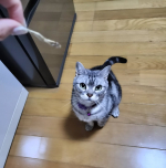 マルトモ株式会社（@prebushi_marutomo ）さんのモニターに参加させて頂いております。「にぼしだいすき」をお試しさせて頂きました🐱スコティッシュの方は、おやつの制限がある為、アメショ&hellip;のInstagram画像