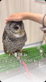 夏休み、すでにネタ切れ🥹そんな日は娘とMOZOへ🤍モールの中にアニマルカフェがあるって知ってた？🐾こんなに近くで動物と触れ合えて、娘も大喜び✨計算プリントの目標クリアでもらった臨時ボー&hellip;のInstagram画像