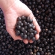 ブラジルの奇跡といわれるアサイー。その所以をご自宅で試してください！！/モニター・サンプル企画