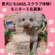 愛犬にもSASS.スクラブ体験のブログorインスタ投稿モニター５名様募集！/モニター・サンプル企画