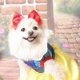 【わんこ＊ぷらネット】ペットに着せたいコスプレ衣装のアイデア募集企画！/モニター・サンプル企画