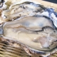 イベント「テレビ、雑誌で大絶賛！カリスマ漁師中嶋さんの「生牡蠣が絶品」安心安全厚岸産カキ」の画像
