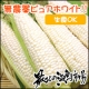 イベント「その甘さ・食感はまるでフルーツ！純白のとうもろこし『北海道当麻産ピュアホワイト』」の画像