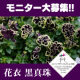 イベント「日本人の琴線に触れるペチュニア「花衣(はなごろも) 黒真珠」ブログモニター大募集」の画像